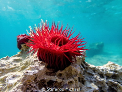 Beadlet Anemone - Actinia equina by Stefanos Michael 